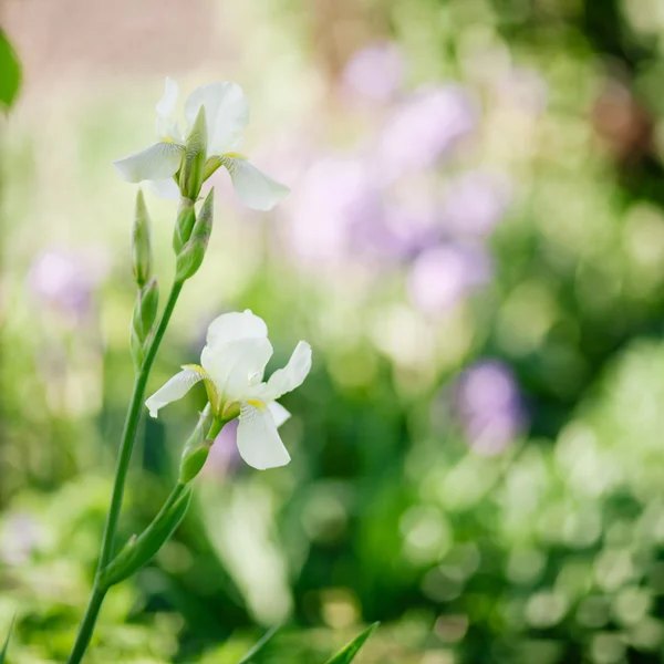 Irises on green background — Stock Photo, Image