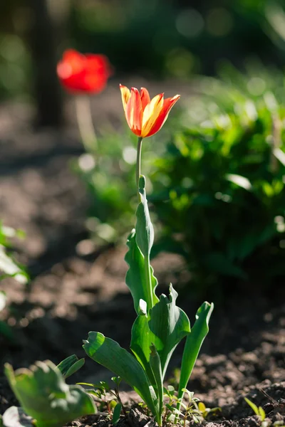 Rode één tulip — Stockfoto