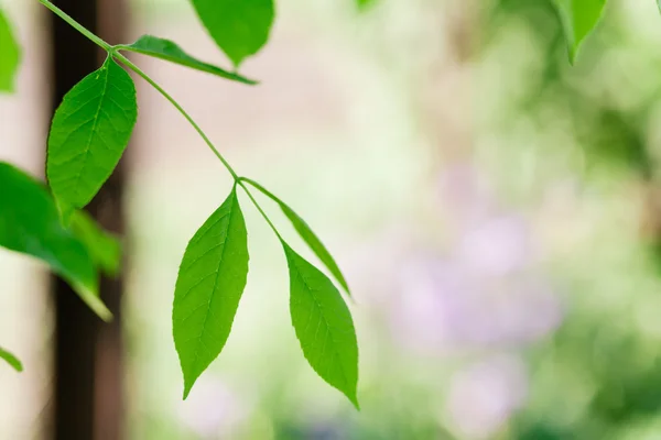 Νεαρά φύλλα καρυδιάς — Stockfoto