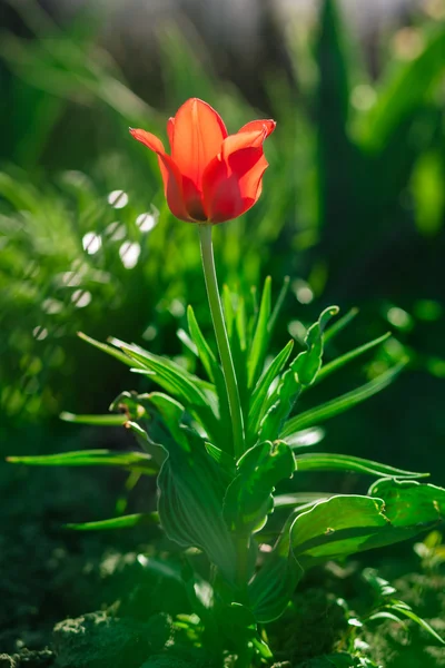 Red single tulip — Stock Photo, Image