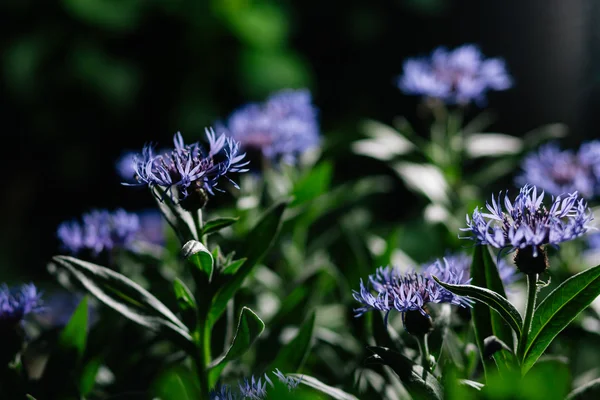 Kornblumen — Stockfoto