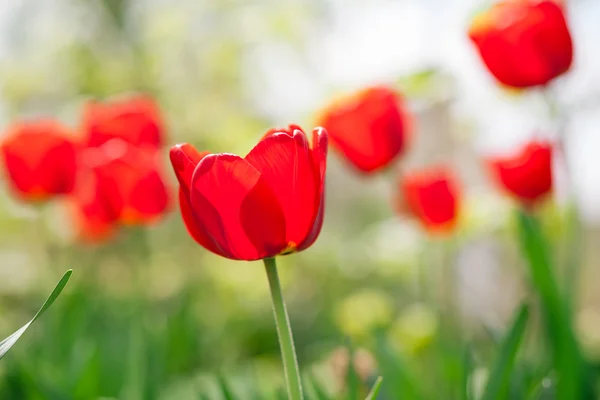 Red tulips — Stock Photo, Image