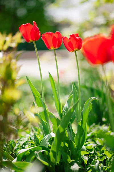 Tulipas vermelhas — Fotografia de Stock