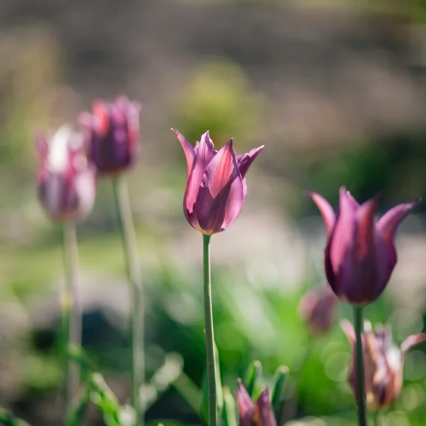 Purple tulips — Stock Photo, Image