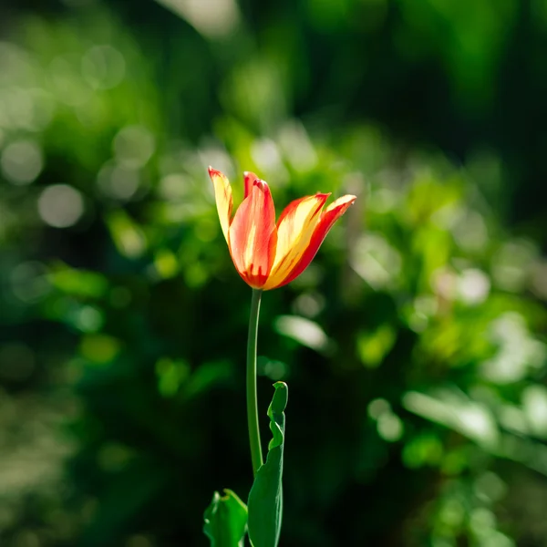 Rode één tulip — Stockfoto