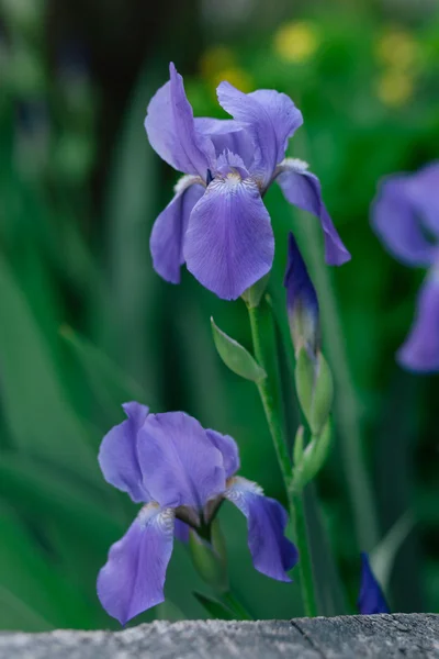 Irises vihreällä taustalla — kuvapankkivalokuva
