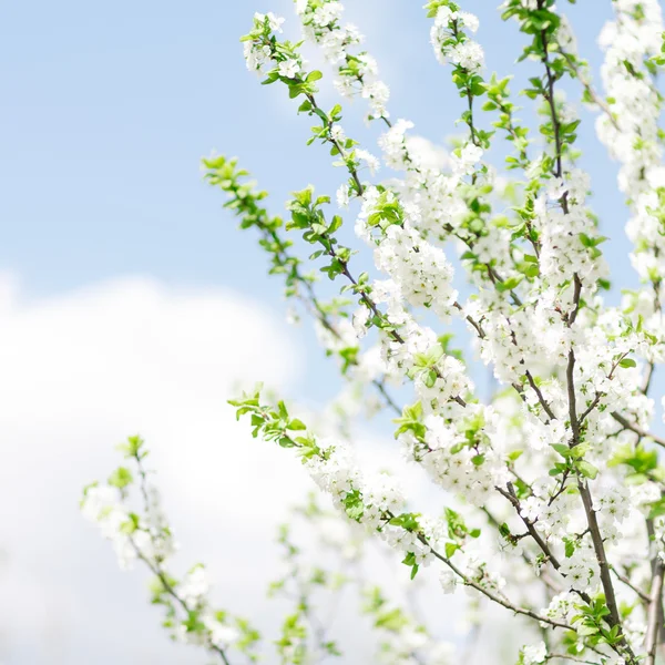 Aprikos blommande — Stockfoto