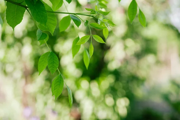 Νεαρά φύλλα καρυδιάς — Stockfoto