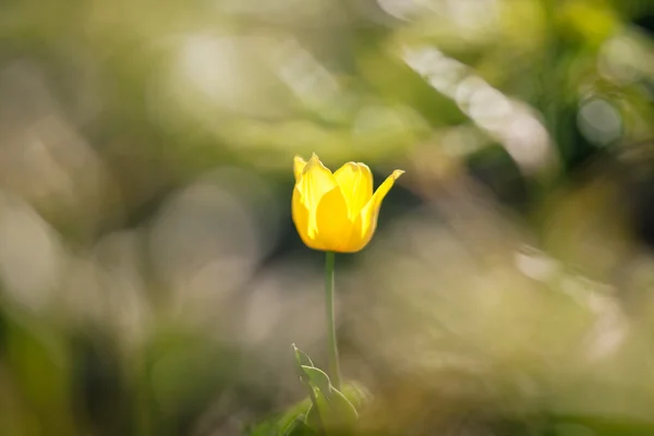 Yellow single tulip — Stock Photo, Image