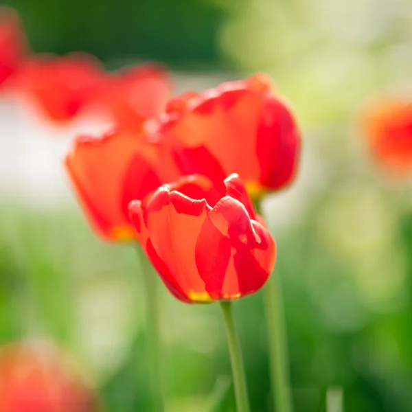 Red tulips — Stock Photo, Image