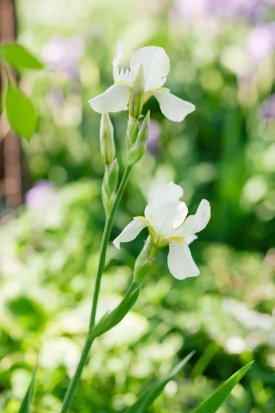 Irises on green background — Stock Photo, Image