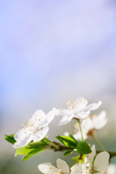 Marillenblütenbaum — Stockfoto