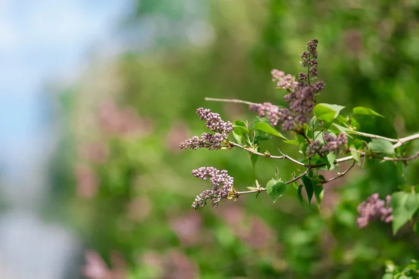 Lilac — Stock Photo, Image