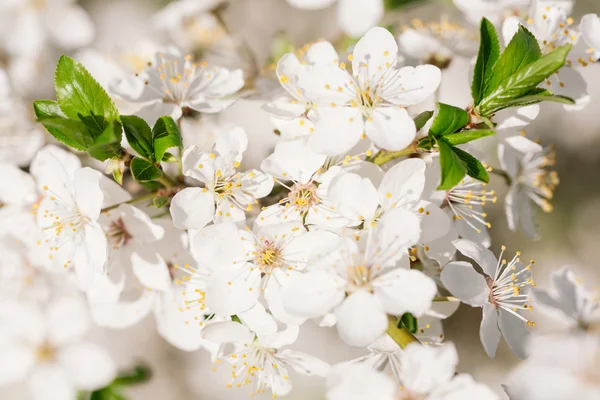 Meruňkový Kvetoucí strom — Stock fotografie