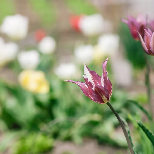Tulipani viola in giardino — Foto Stock