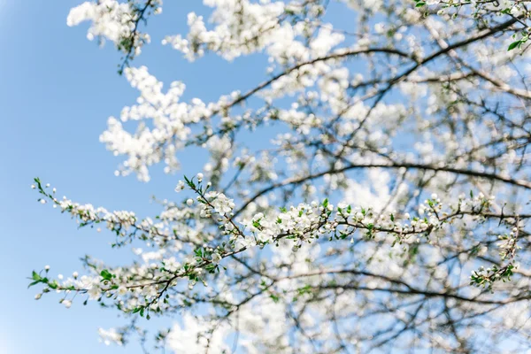 Aprikos blommande träd — Stockfoto