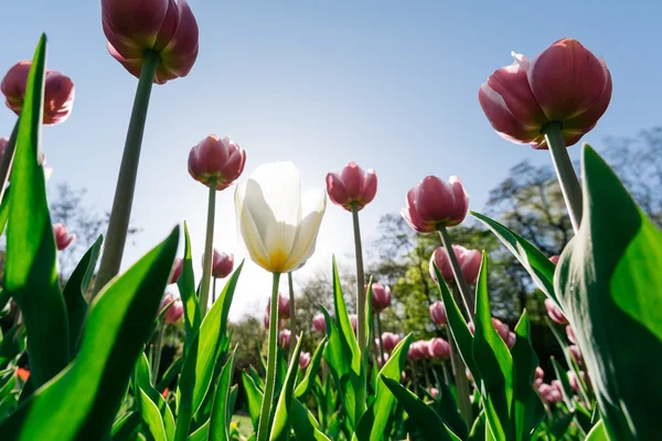 Tulipany parku — Zdjęcie stockowe