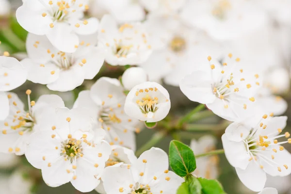 Early blossom of cherry — Stock Photo, Image