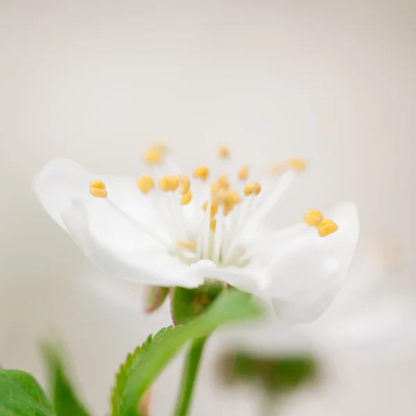 Flowerhead of cherry — Stock Photo, Image