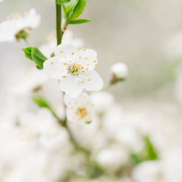Ранний цветок вишни — стоковое фото