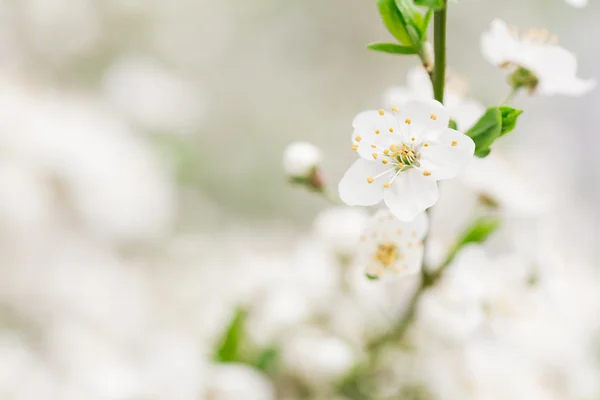 Erken kiraz çiçeği — Stok fotoğraf