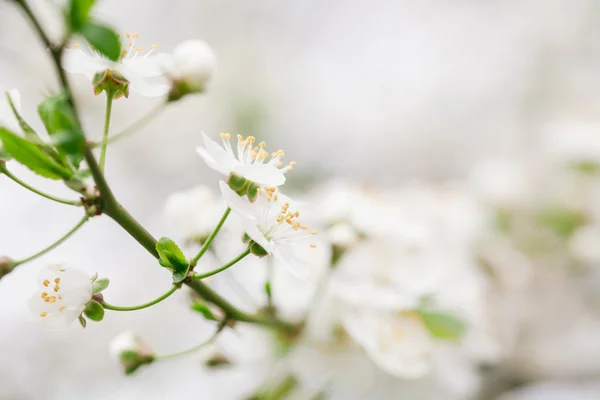 早期开花的樱桃 — 图库照片