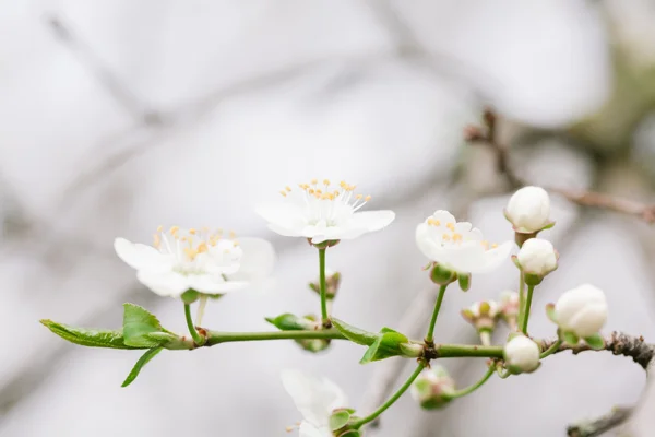 Frühe Blüte der Kirsche — Stockfoto