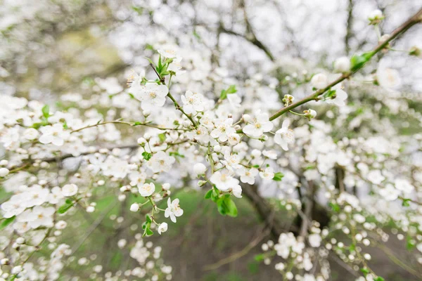 Ранний цветок вишни — стоковое фото