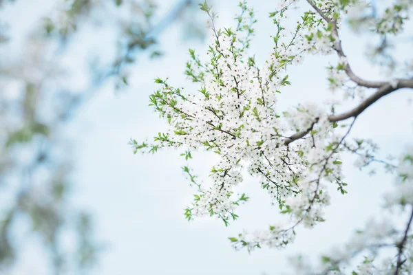 Early blossom of cherry — Stock Photo, Image