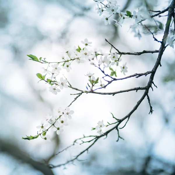 Frühe Blüte der Kirsche — Stockfoto