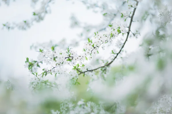 Tidig blossom Cherry — Stockfoto