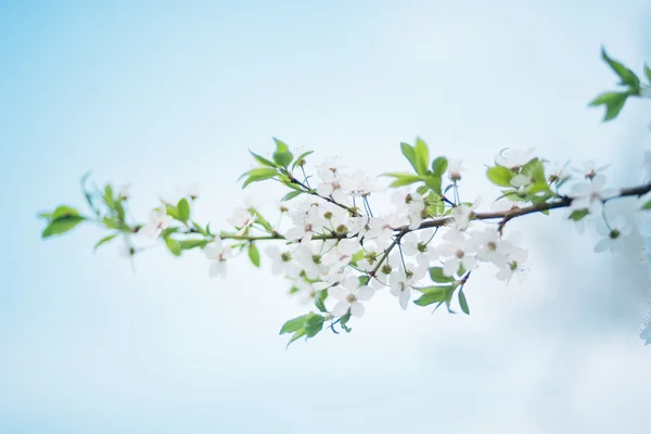 Frühe Blüte der Kirsche — Stockfoto