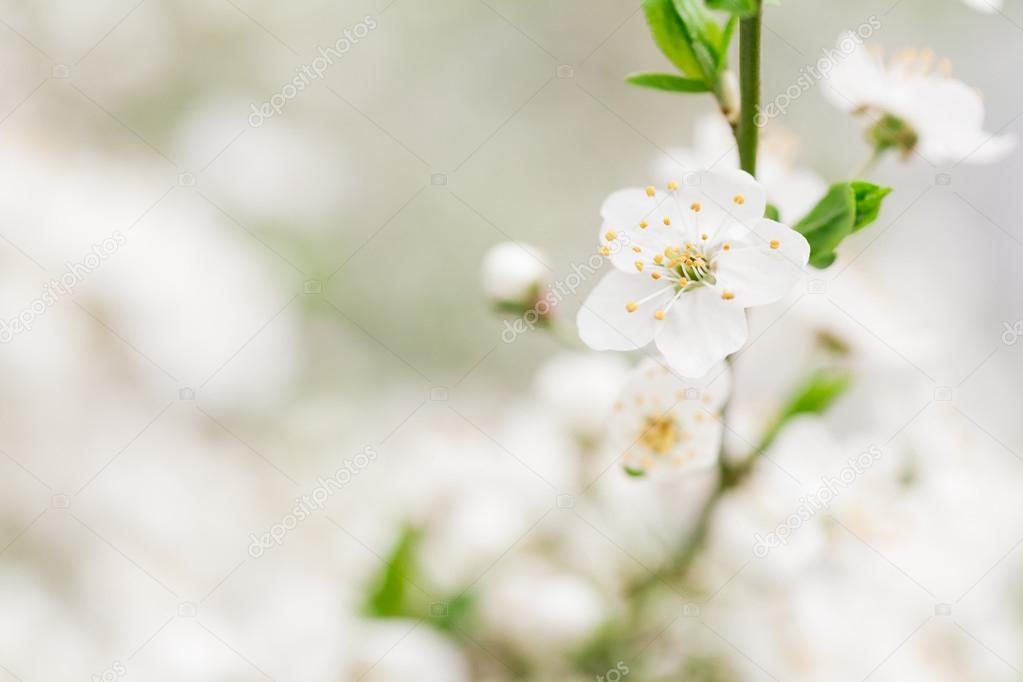 Early blossom of cherry