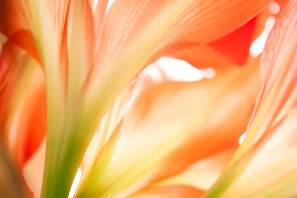Abstrato floral — Fotografia de Stock