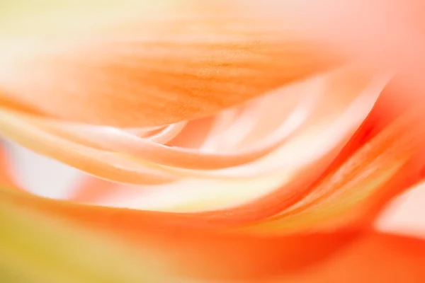 Floral abstract — Stock Photo, Image