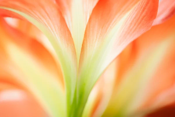 Abstrakt på blommor — Stockfoto