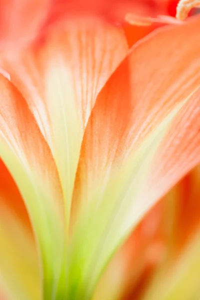Floral abstract — Stock Photo, Image