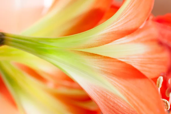 Abstrakt på blommor — Stockfoto