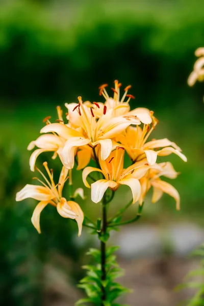 Lily flowers — Stock Photo, Image