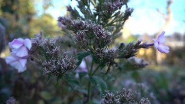 Donmuş çiçekler sabah