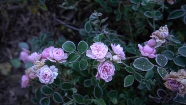 Bevroren bloemen in de ochtend — Stockvideo