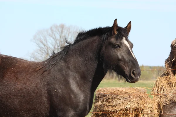 Black latvian draught horse portrait — Stock Photo, Image