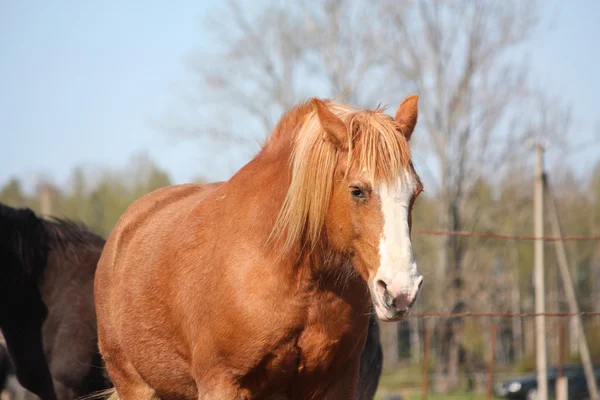 Palomino Drag Horse Porträt — Stockfoto