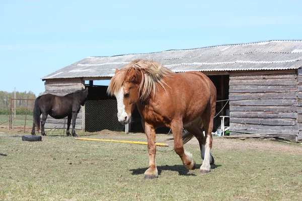 Palomino jazda kłusem na pole w pobliżu stajni — Zdjęcie stockowe