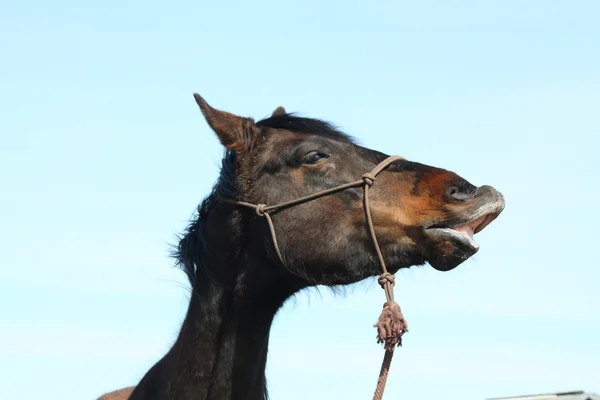 Портрет смешной коричневой лошади — стоковое фото