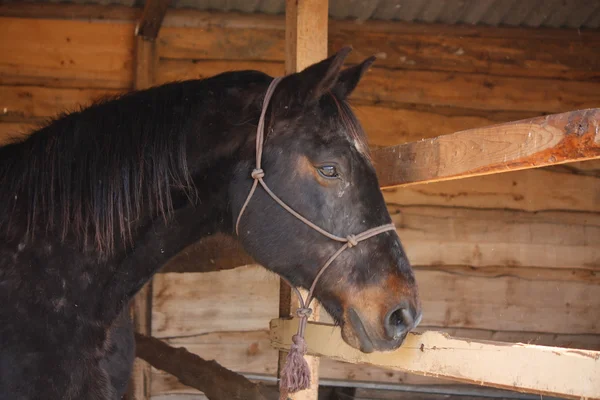 Retrato de caballo de la bahía en box stall en establo — Foto de Stock