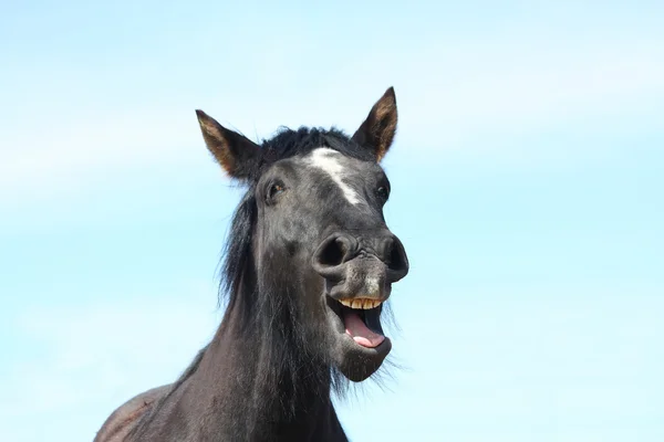 Ritratto di cavallo nero sbadigliante — Foto Stock