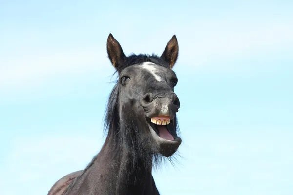Портрет чёрной зияющей лошади — стоковое фото