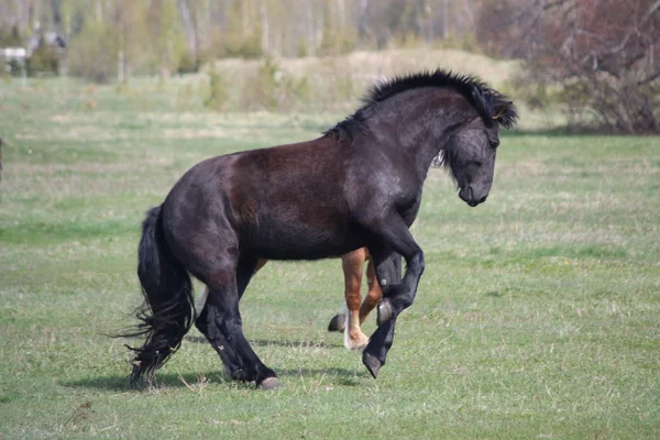 Грайливий чорний кінь тягнеться на полі — стокове фото