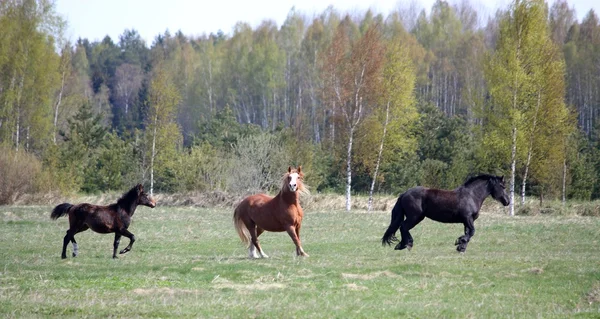 Trois chevaux courent sur le terrain — Photo